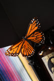 Close-up of a monarch butterfly decoration beside an amber bottle in the Ancestor Alchemy Kit.